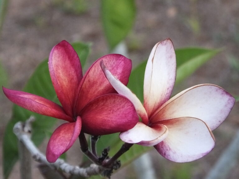Blood Moon plumeria photo