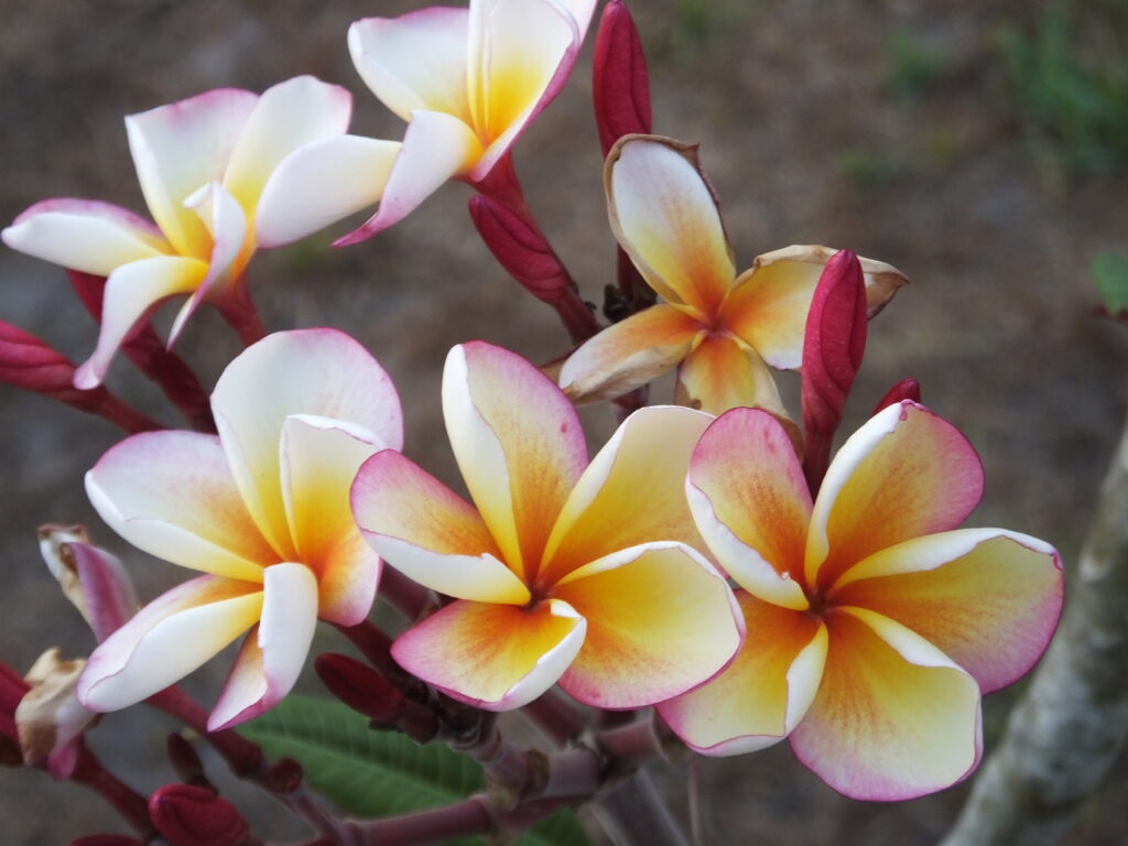 Blood Yellow plumeria photo