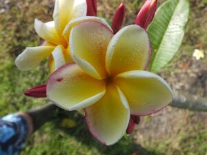 Blood Yellow plumeria