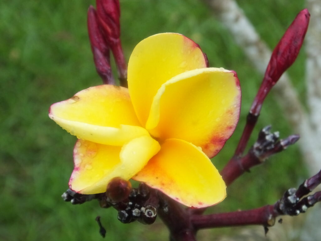 Blt plumeria photo