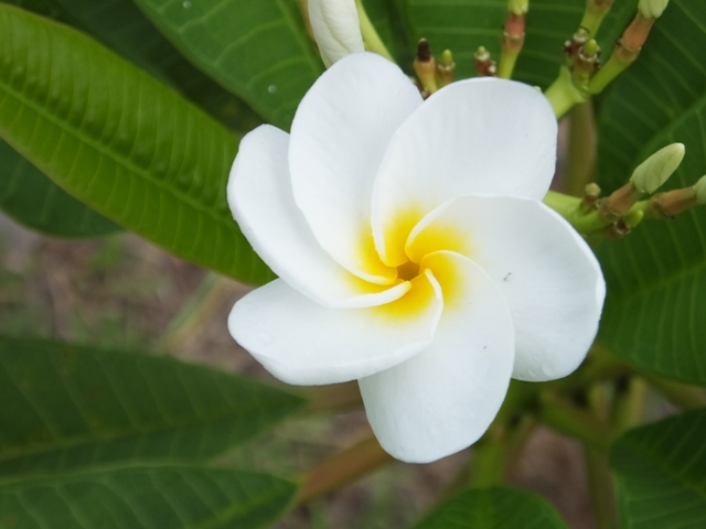 Bride plumeria photo