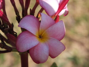 Cassie-Jo plumeria