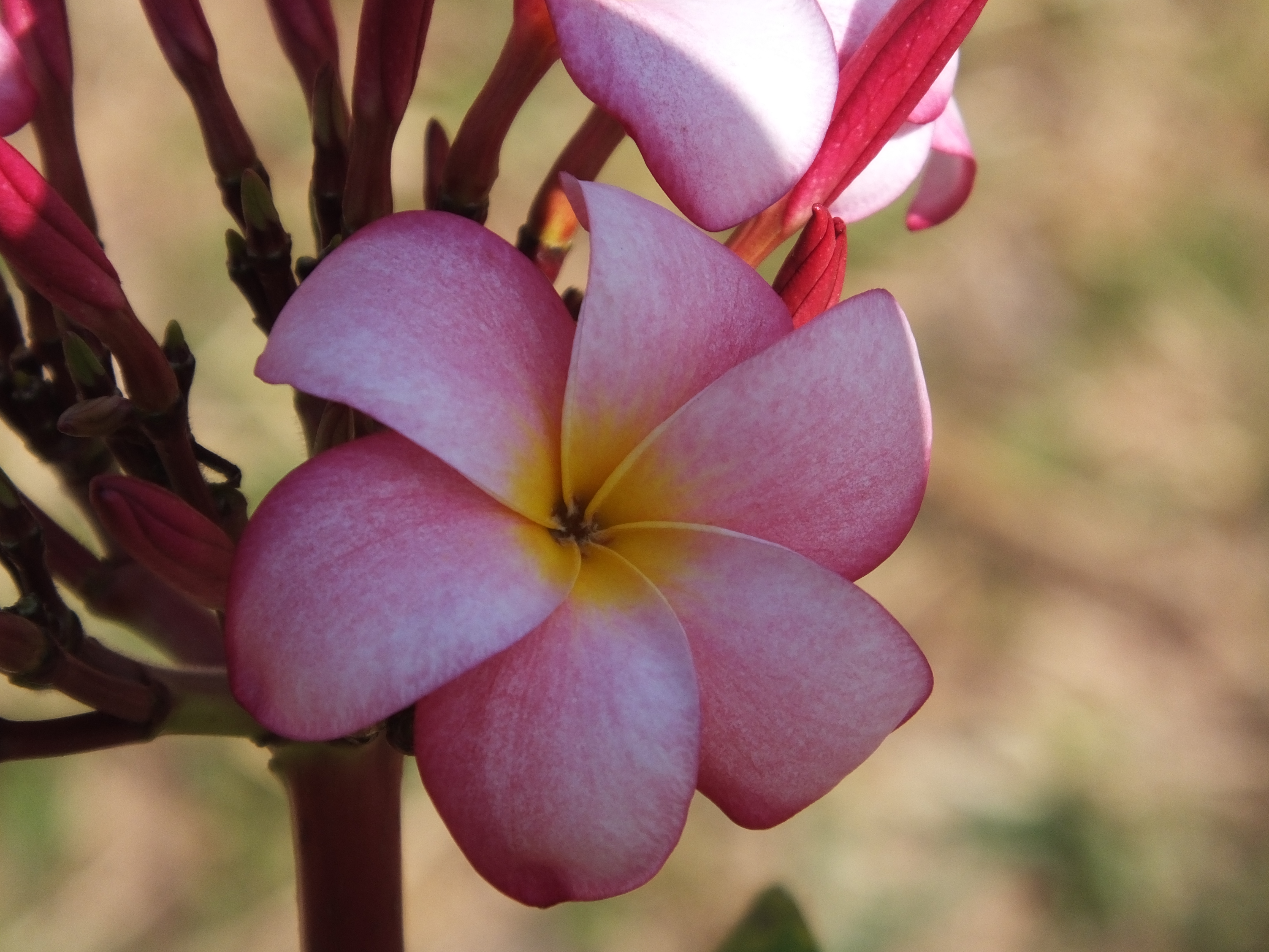 Cassie-Jo plumeria photo