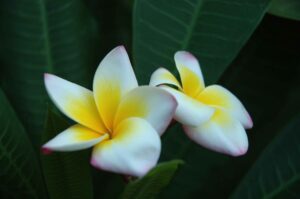 Princess Christine Elizabeth plumeria