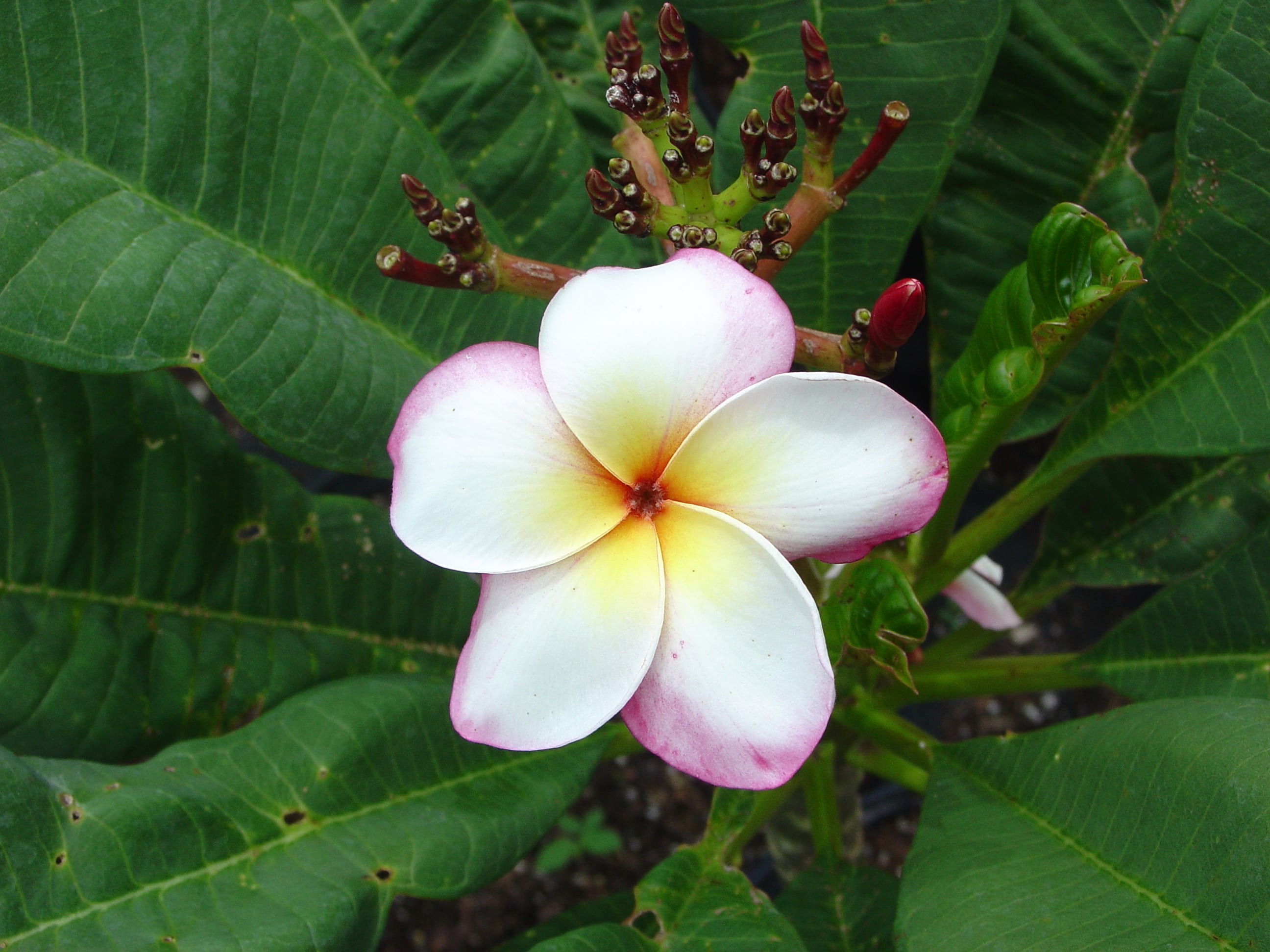 Chuppa Chup plumeria photo