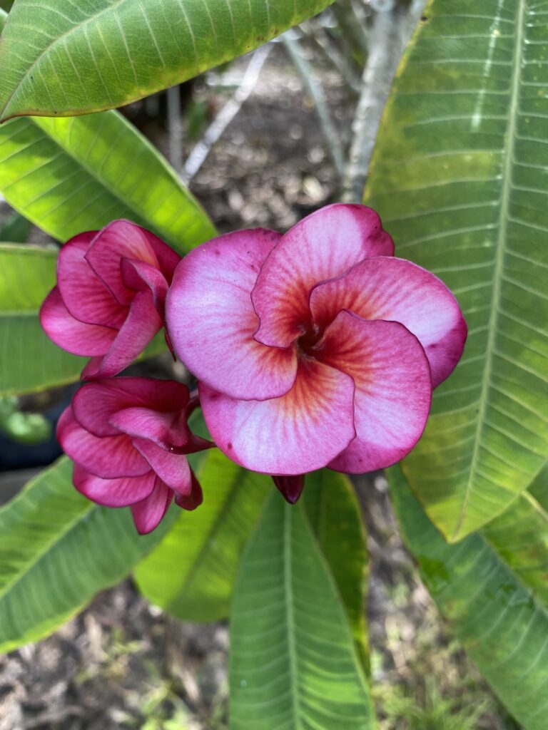 Cosmic Fire plumeria photo
