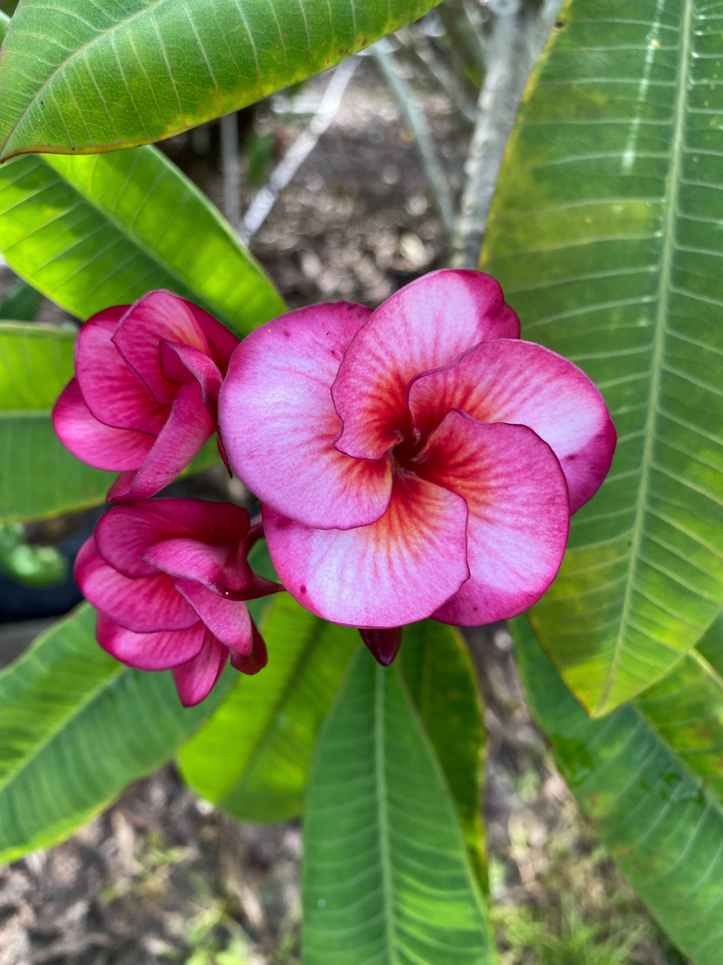 Cosmic Fire plumeria photo