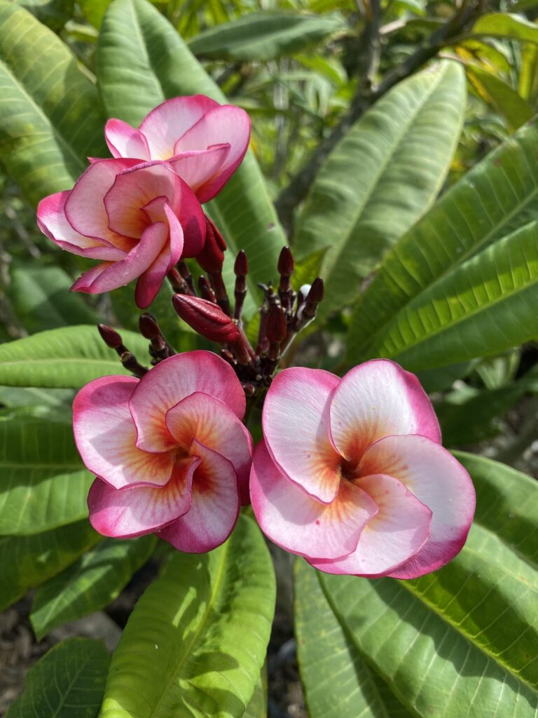 Cosmic Fire plumeria photo