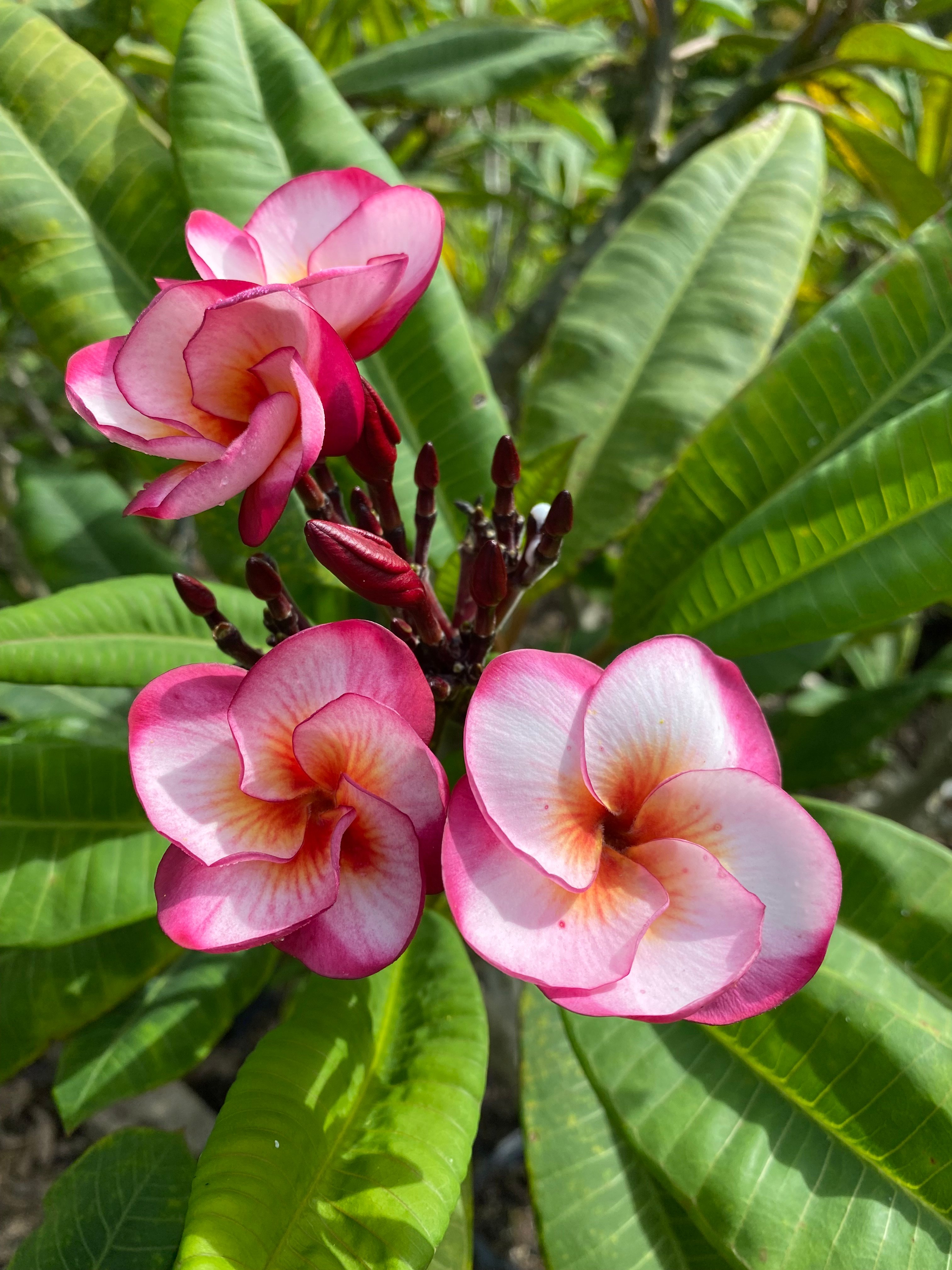 Cosmic Fire plumeria inflorescence photographed by Tex Norwood