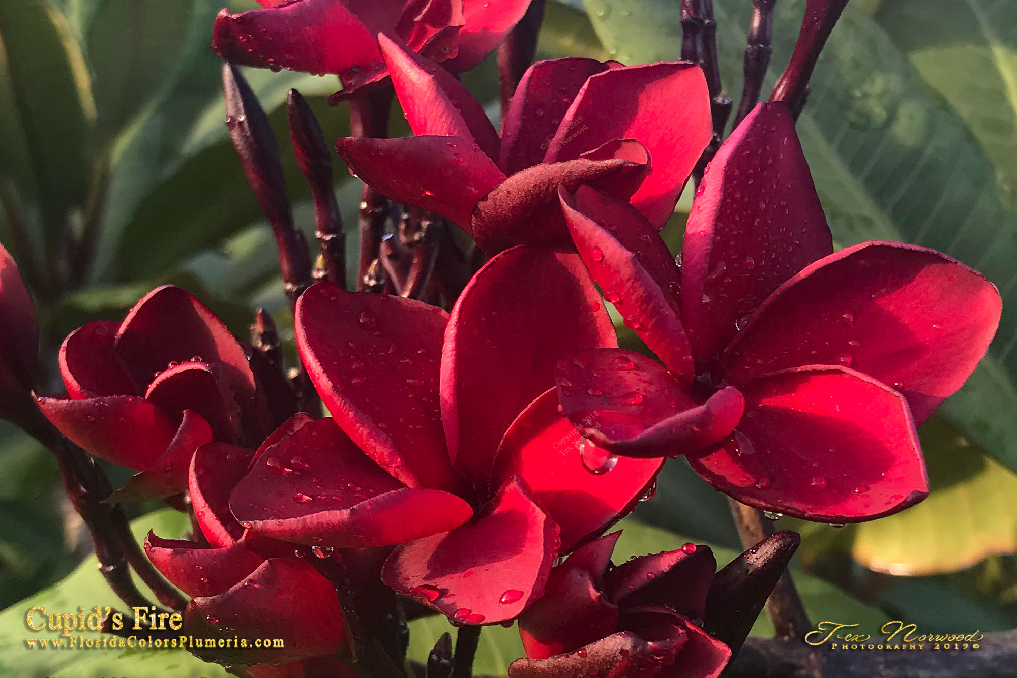 Cupid’s Fire plumeria photo