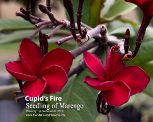 Cupid’s Fire plumeria flowers photographed by Tex Norwood and labeled seedling of Marengo