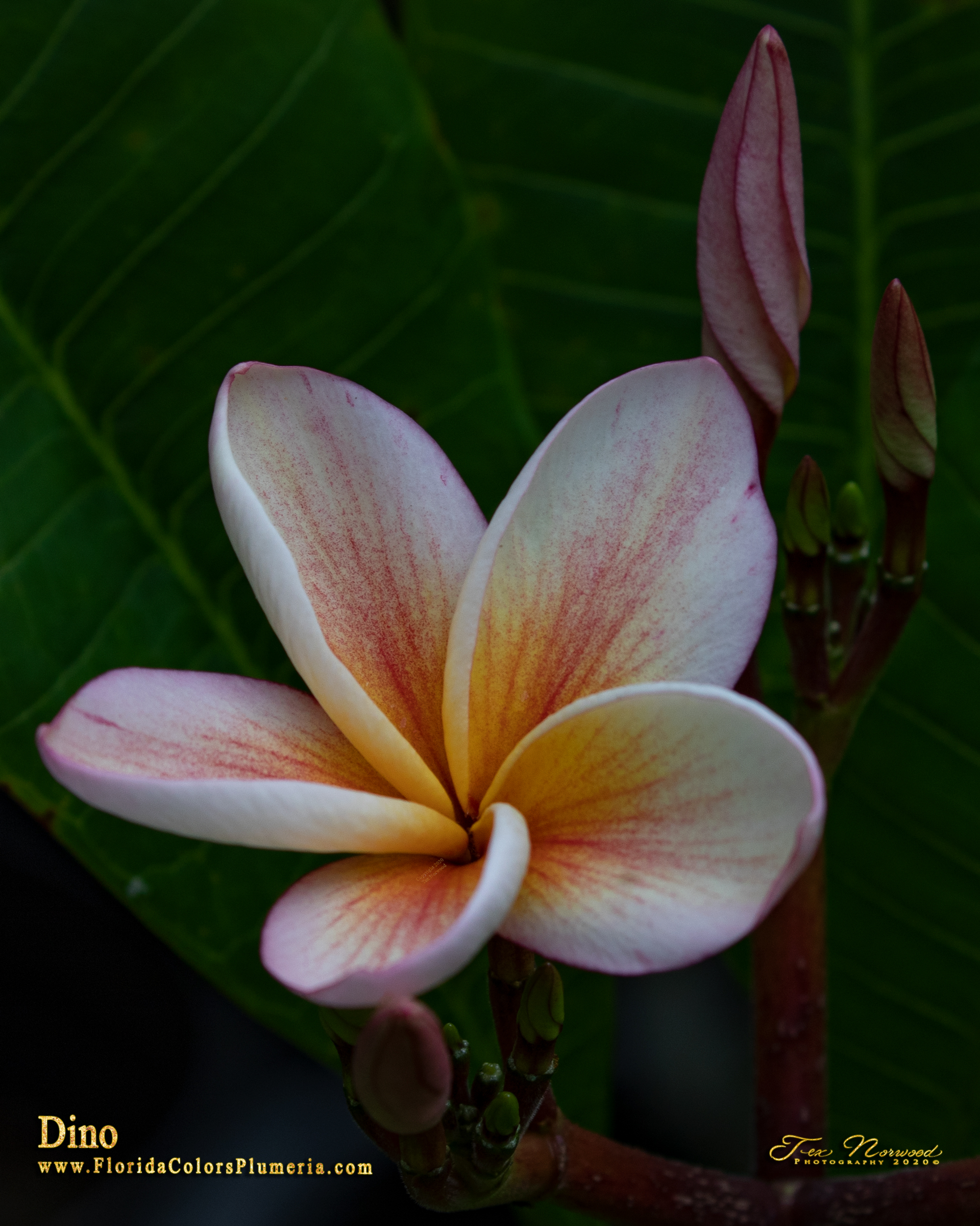 Dino plumeria flower and buds photographed by Tex Norwood