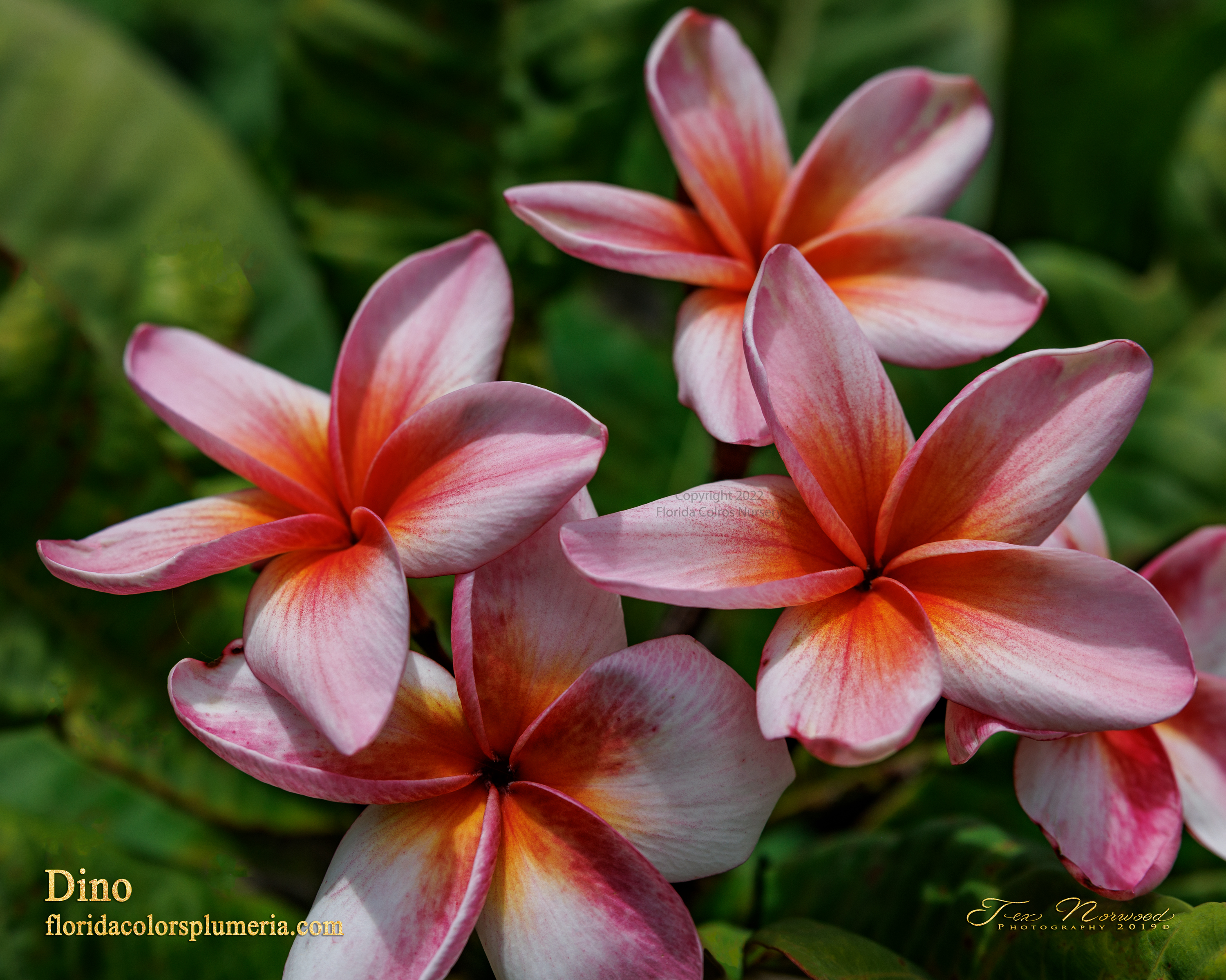 Dino plumeria photo