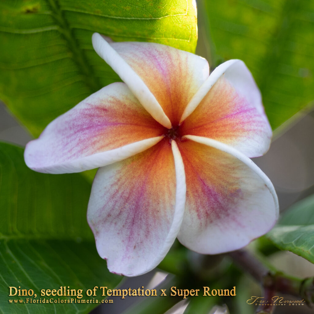 Dino plumeria photo