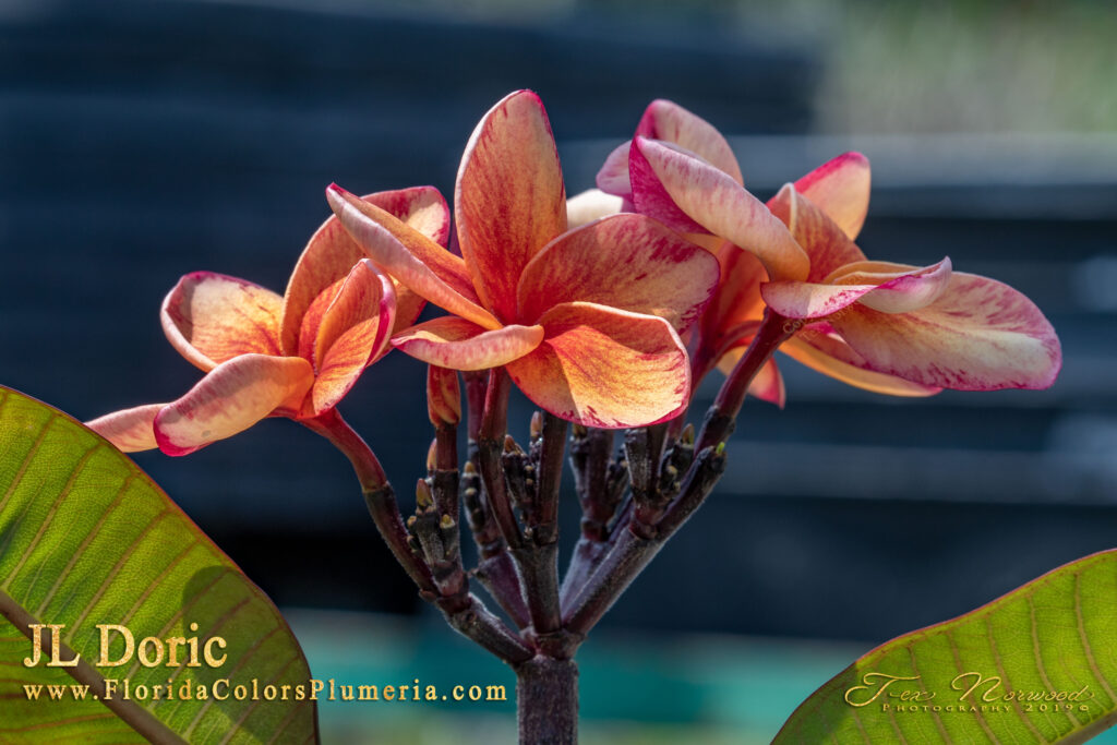 Doric Alison plumeria photo