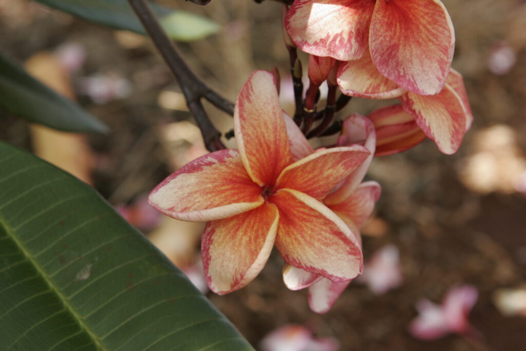 Doric Alison plumeria photo