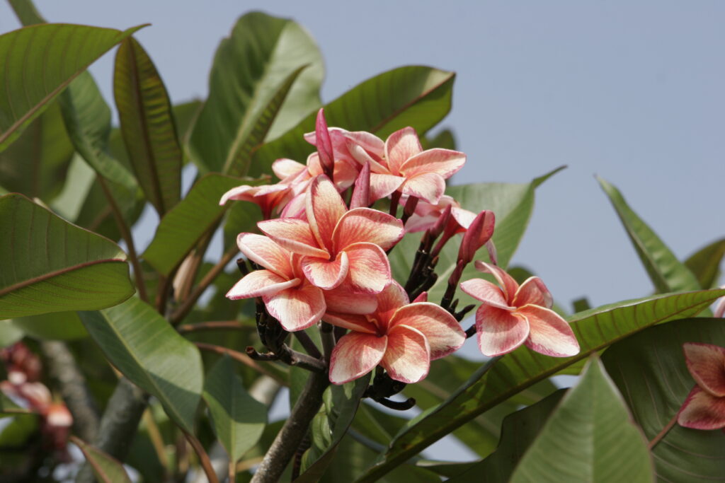 Doric Alison plumeria photo