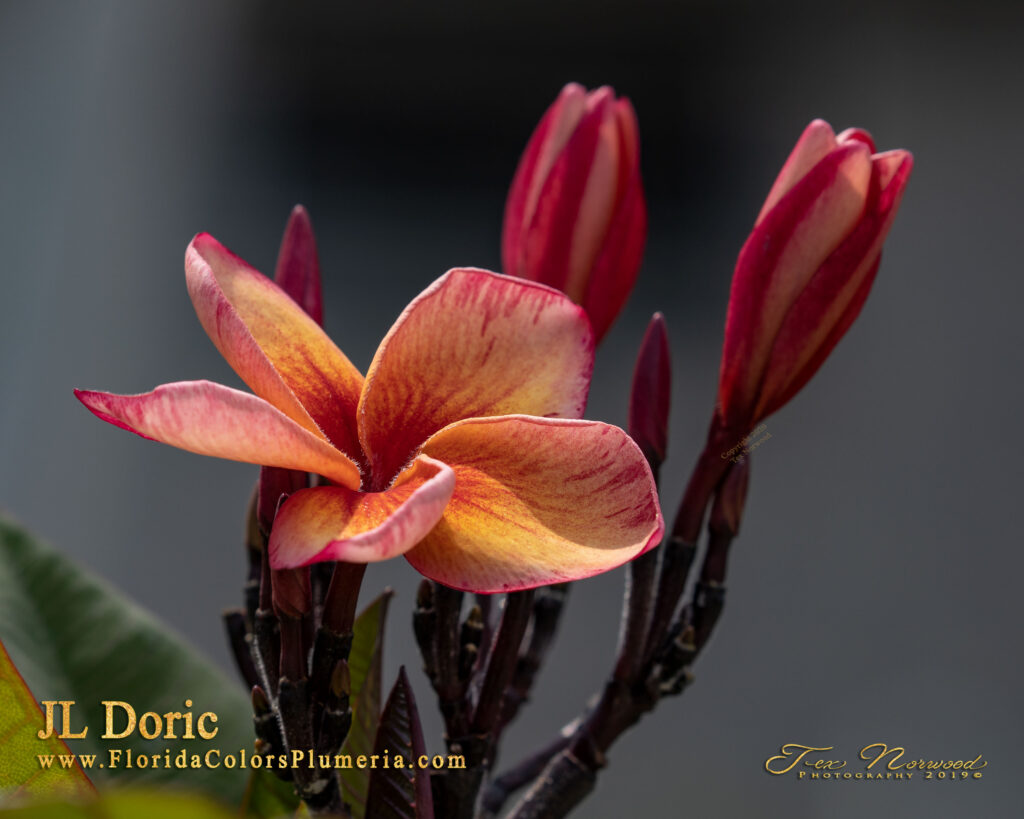 Doric Alison plumeria photo
