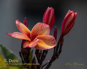 Doric Alison cultivar reference photo