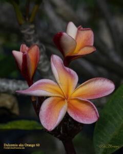 Dulcemia JJ plumeria flower and buds photographed by Tex Norwood