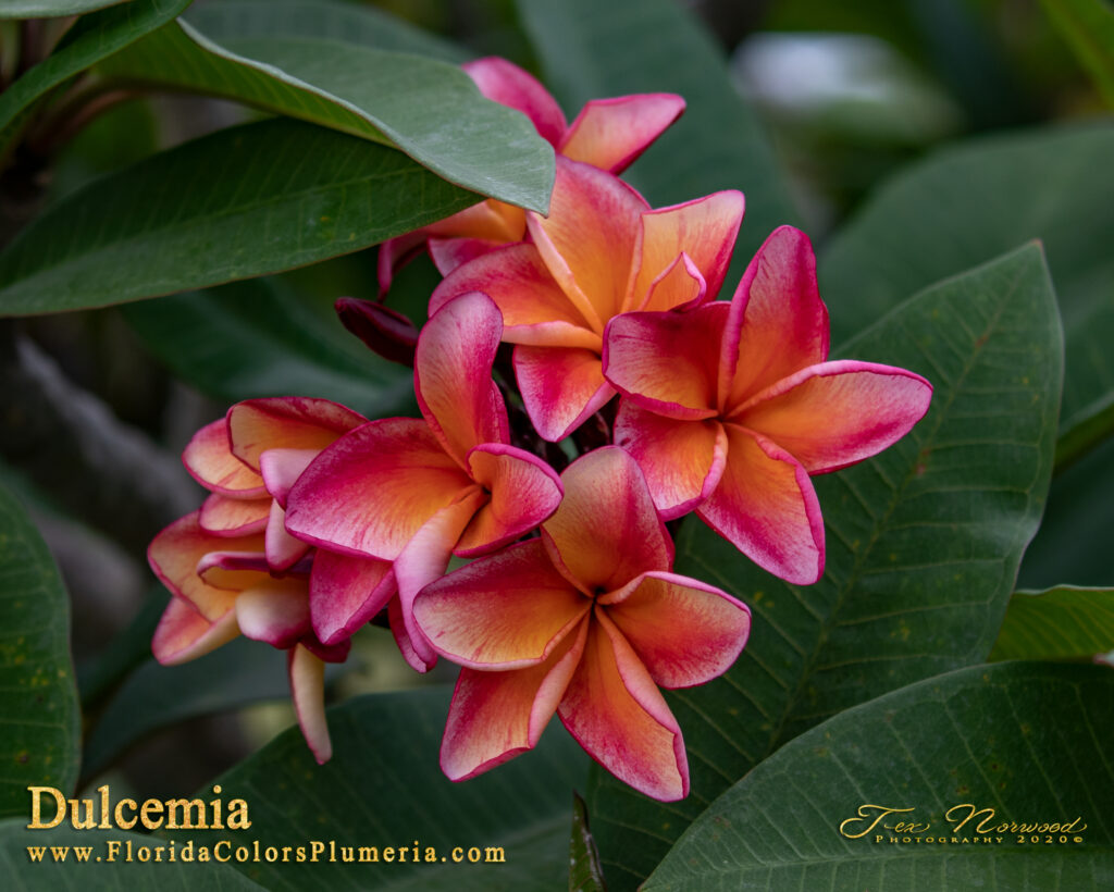 Dulcemia JJ plumeria photo