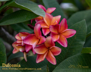 Dulcemia JJ plumeria inflorescence photographed by Tex Norwood