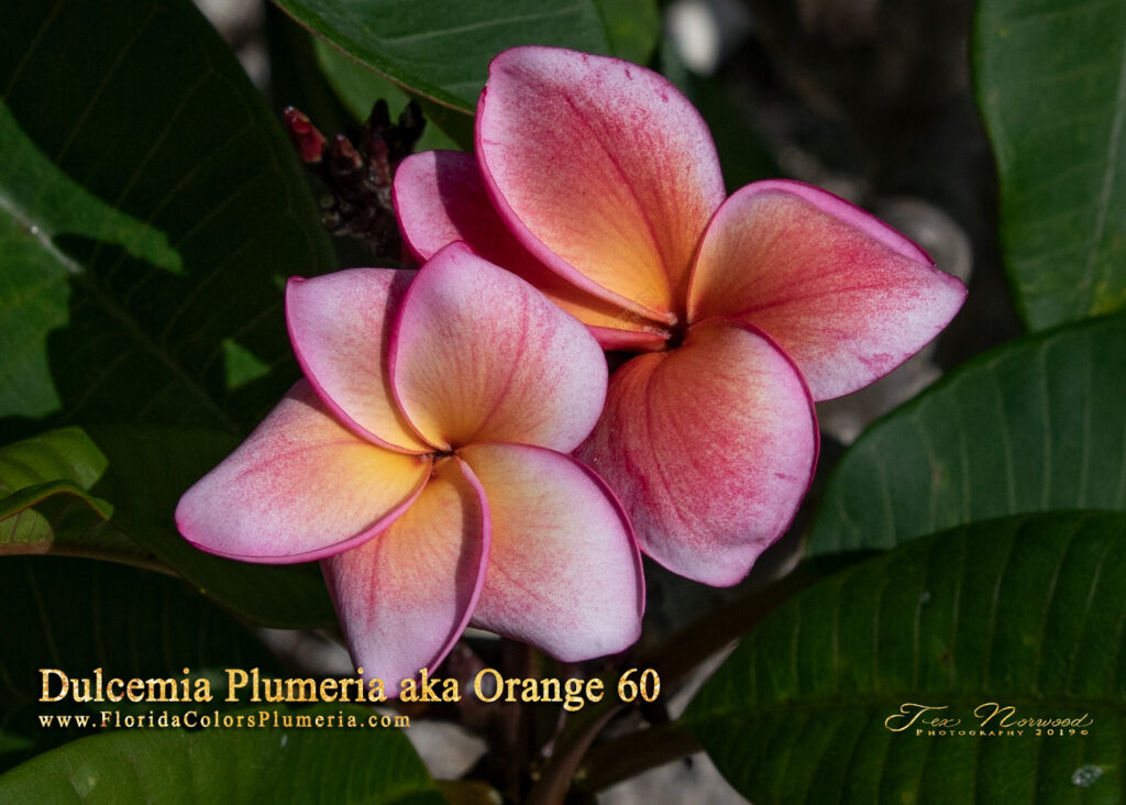 Dulcemia JJ plumeria photo