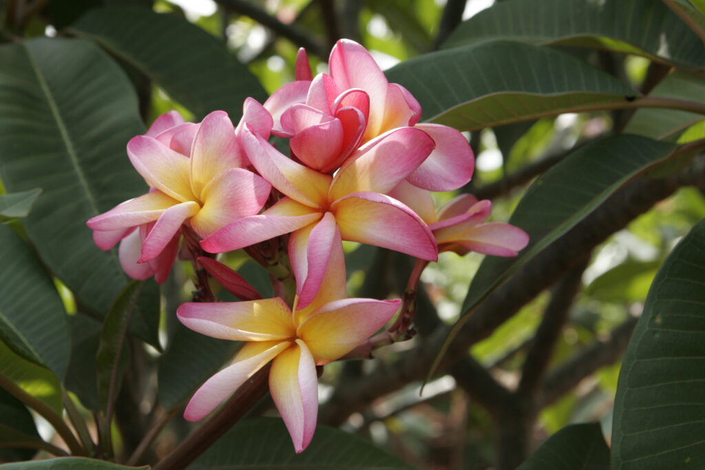 Elizabeth Thornton plumeria photo