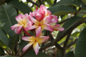 Elizabeth Thornton plumeria