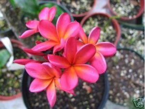 Heart Of Gold plumeria