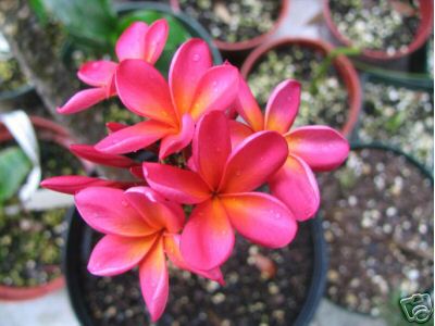 Heart Of Gold plumeria flower