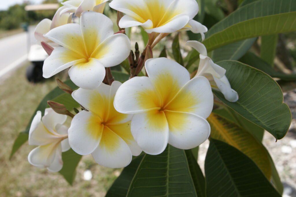 Gold Cup plumeria photo