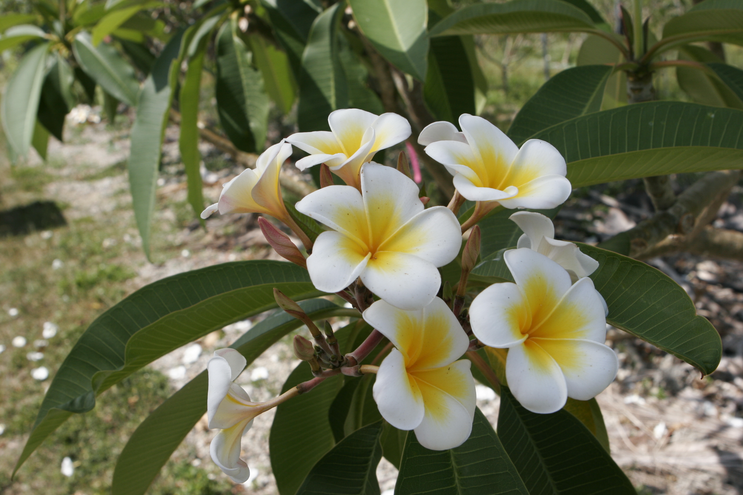 Gold Cup plumeria photo