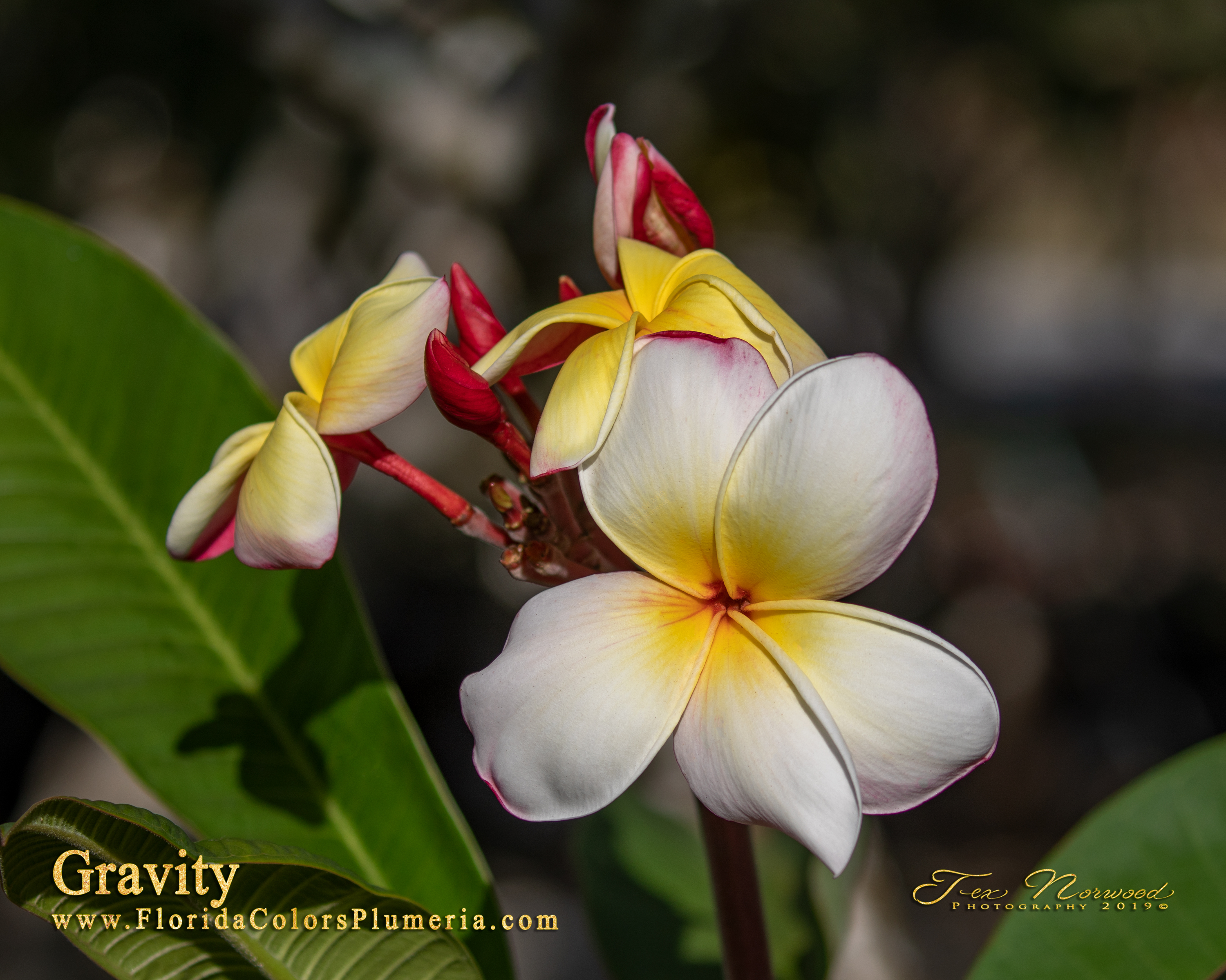 Gravity plumeria flower and buds photographed by Tex Norwood