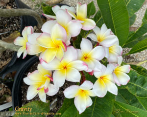 Gravity plumeria