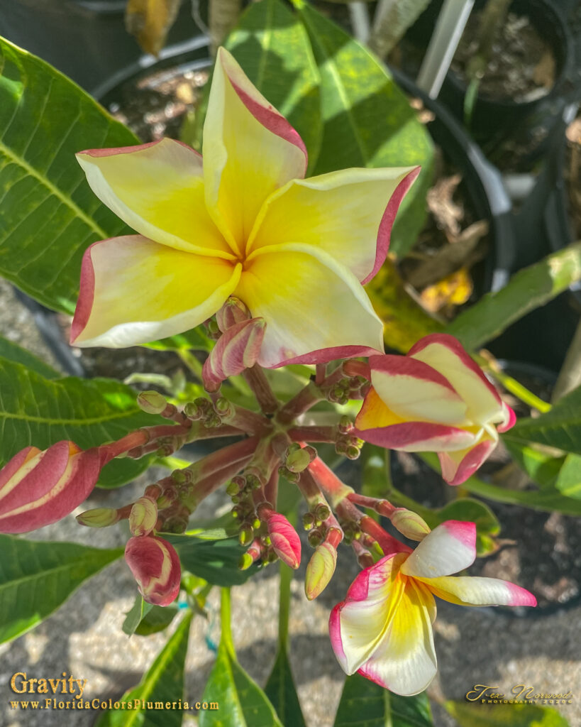 Gravity plumeria photo