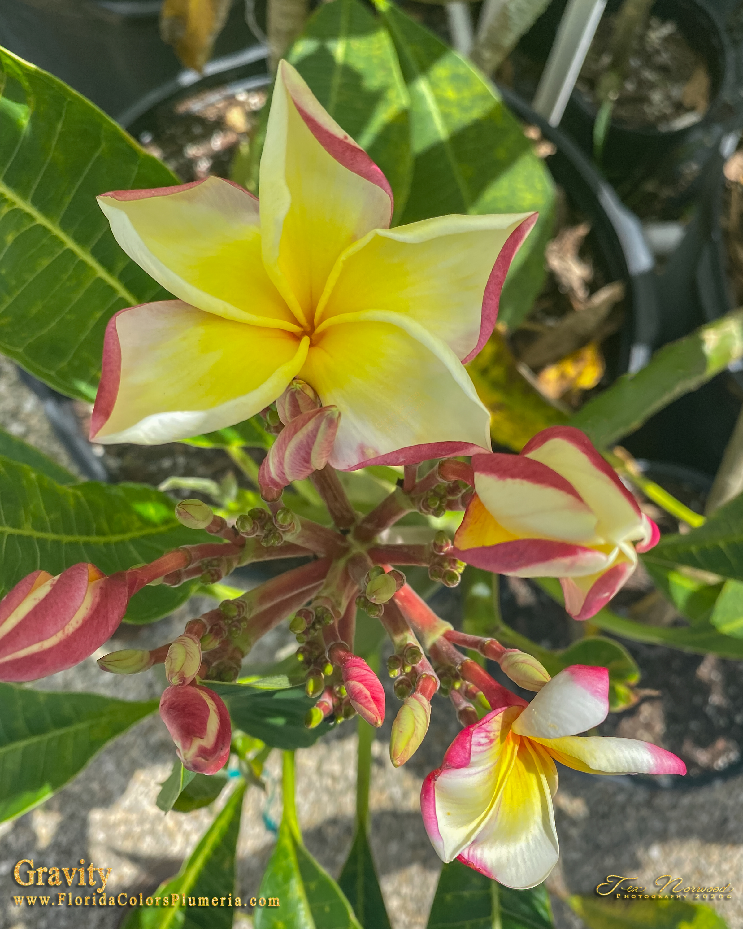 Gravity plumeria inflorescence and buds photographed by Tex Norwood