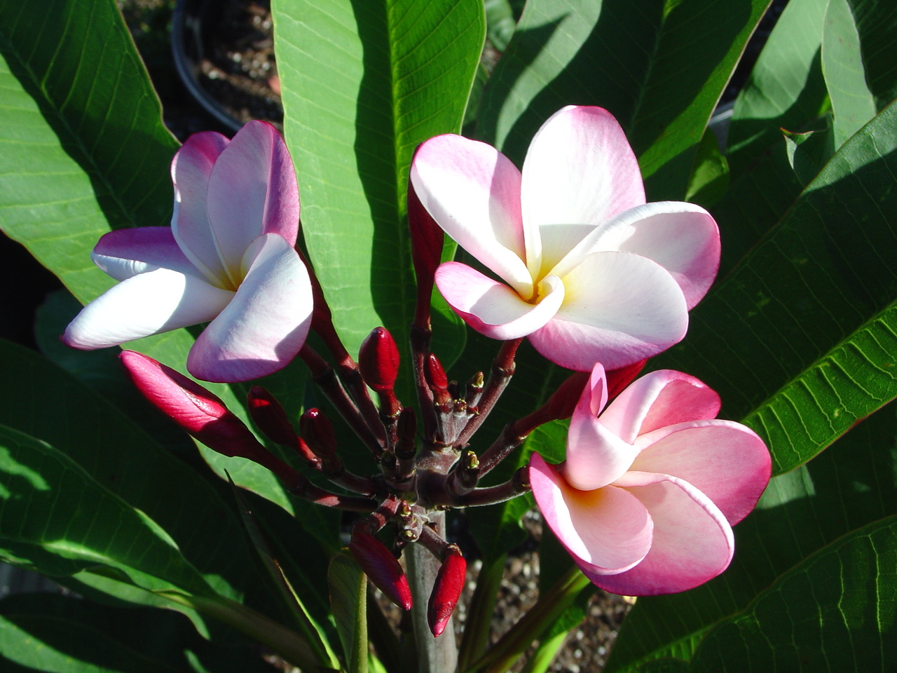 Gretchen plumeria photo