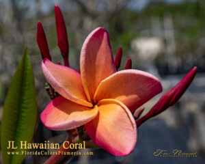 Hawaiian Coral plumeria flower and buds photographed by Tex Norwood