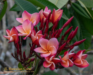 Hawaiian Coral plumeria inflorescence photographed by Tex Norwood