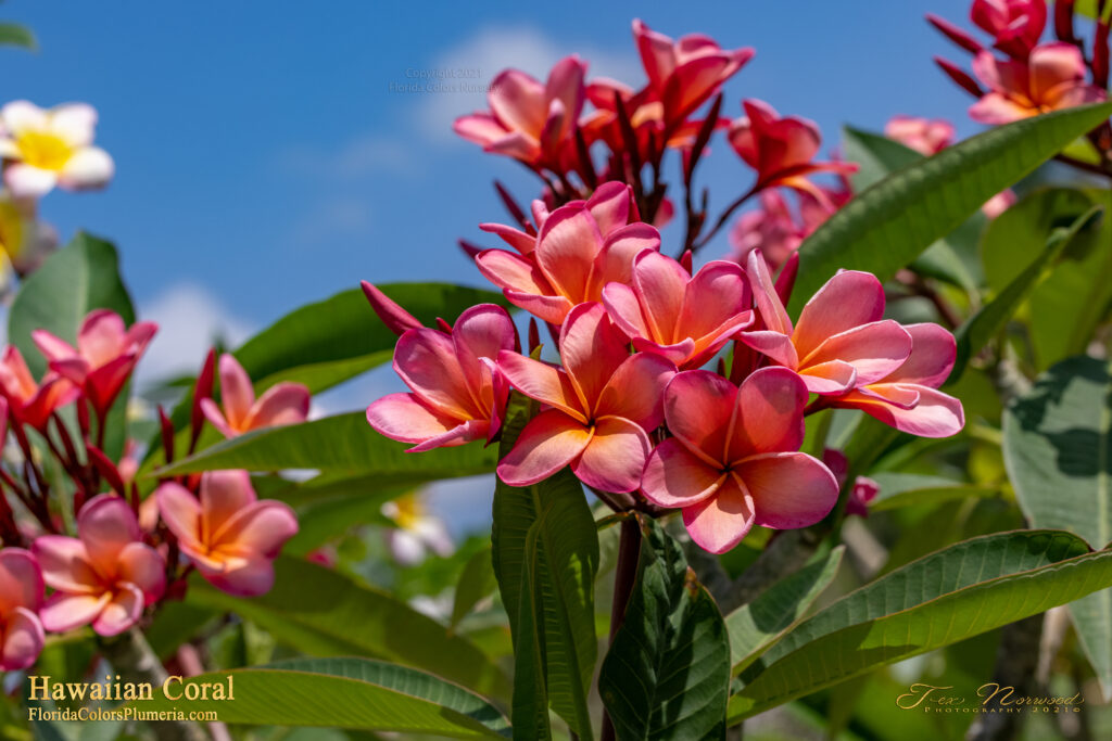 Hawaiian Coral plumeria photo