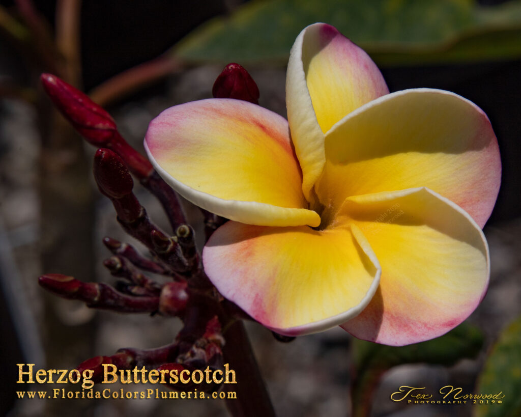 Herzog’s Butterscotch plumeria photo