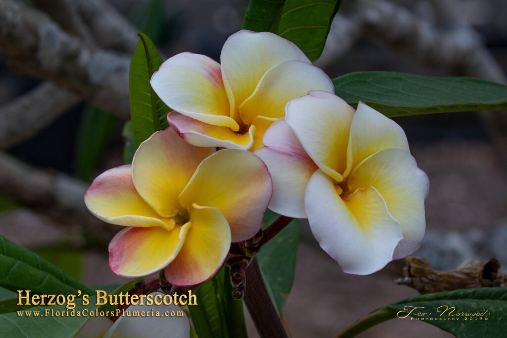 Herzog’s Butterscotch plumeria photo