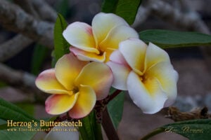 Herzog&rsquo;s Butterscotch plumeria
