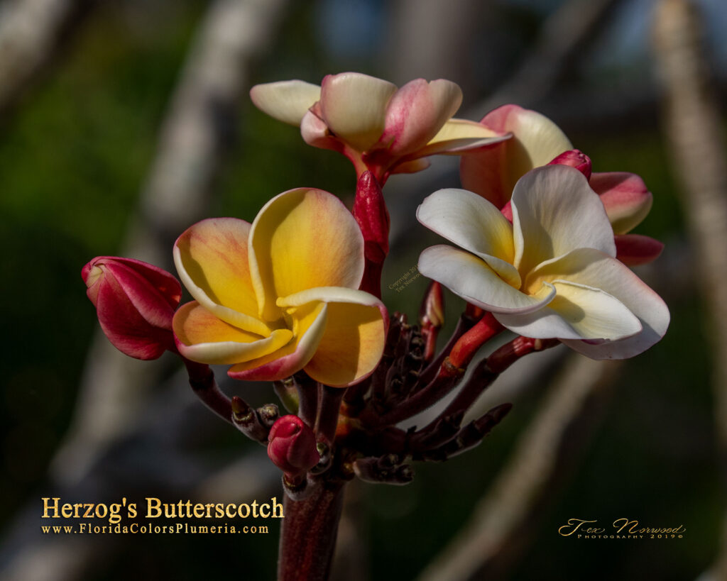 Herzog’s Butterscotch plumeria photo