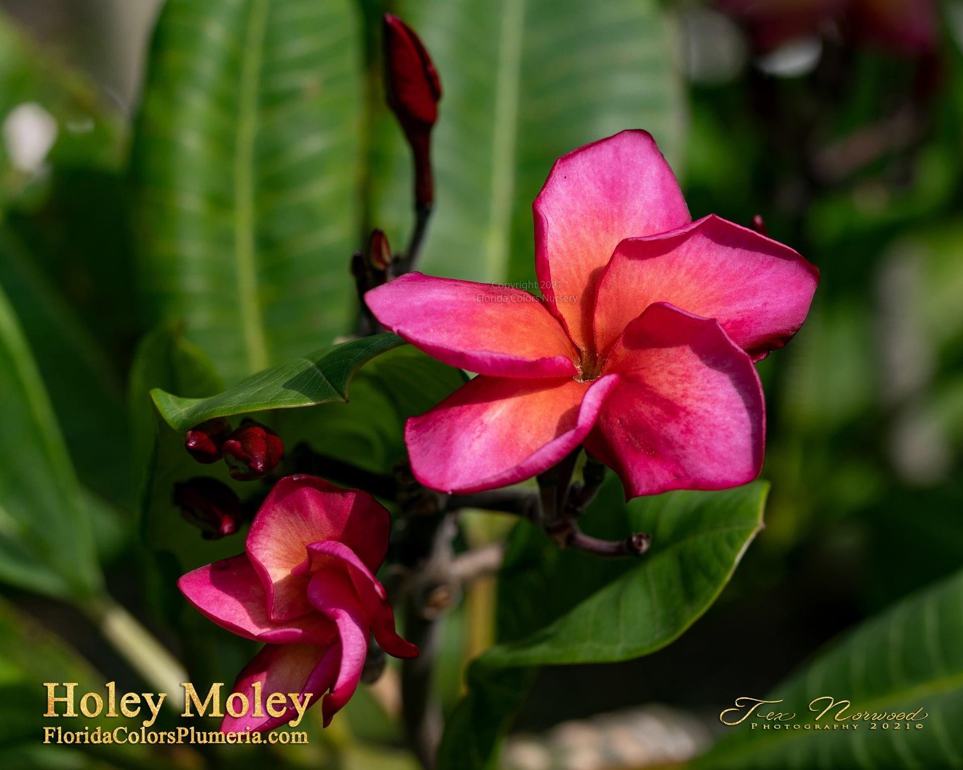 Close view of a Holey Moley plumeria flower photographed by Tex Norwood