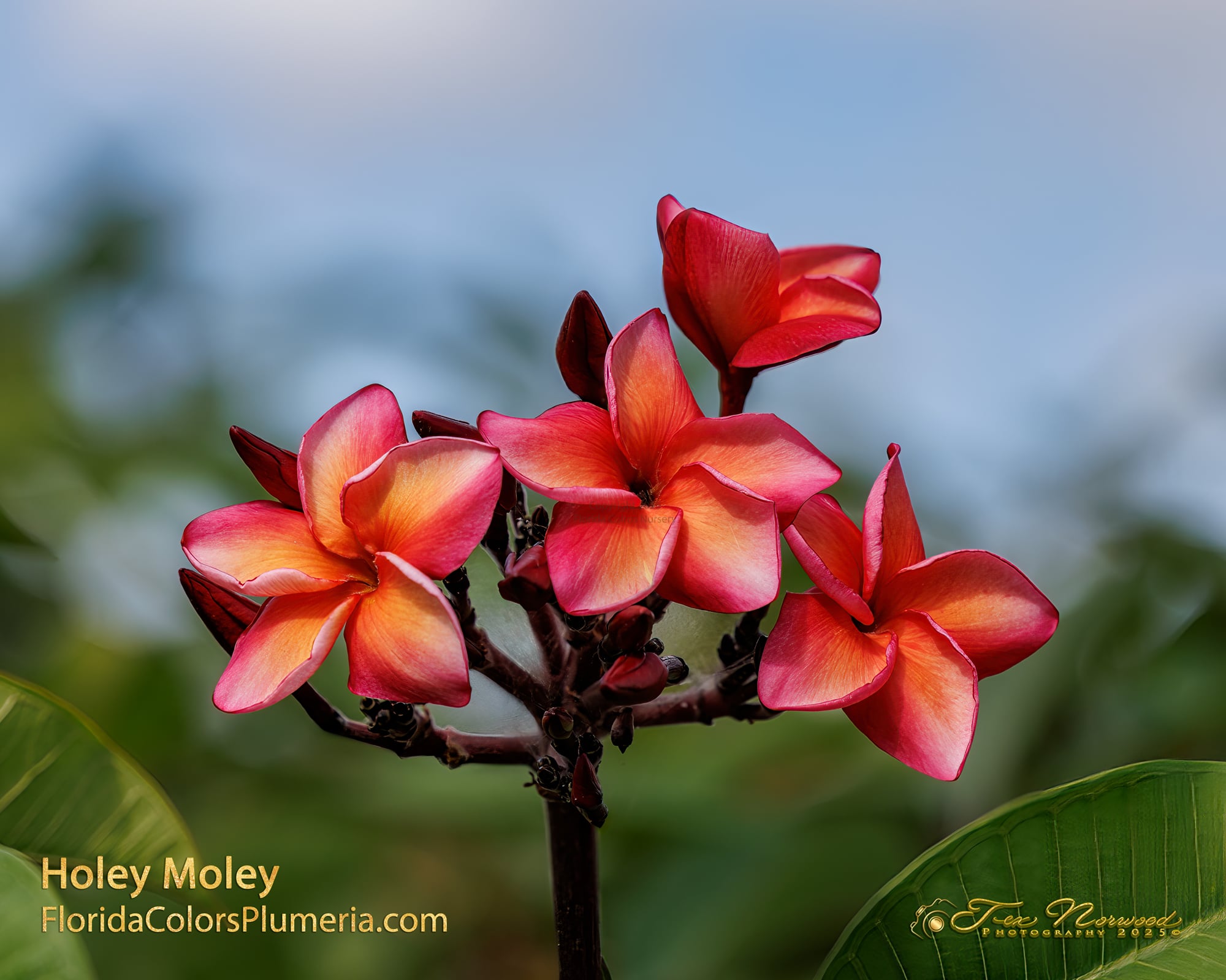Holey Moley plumeria photo