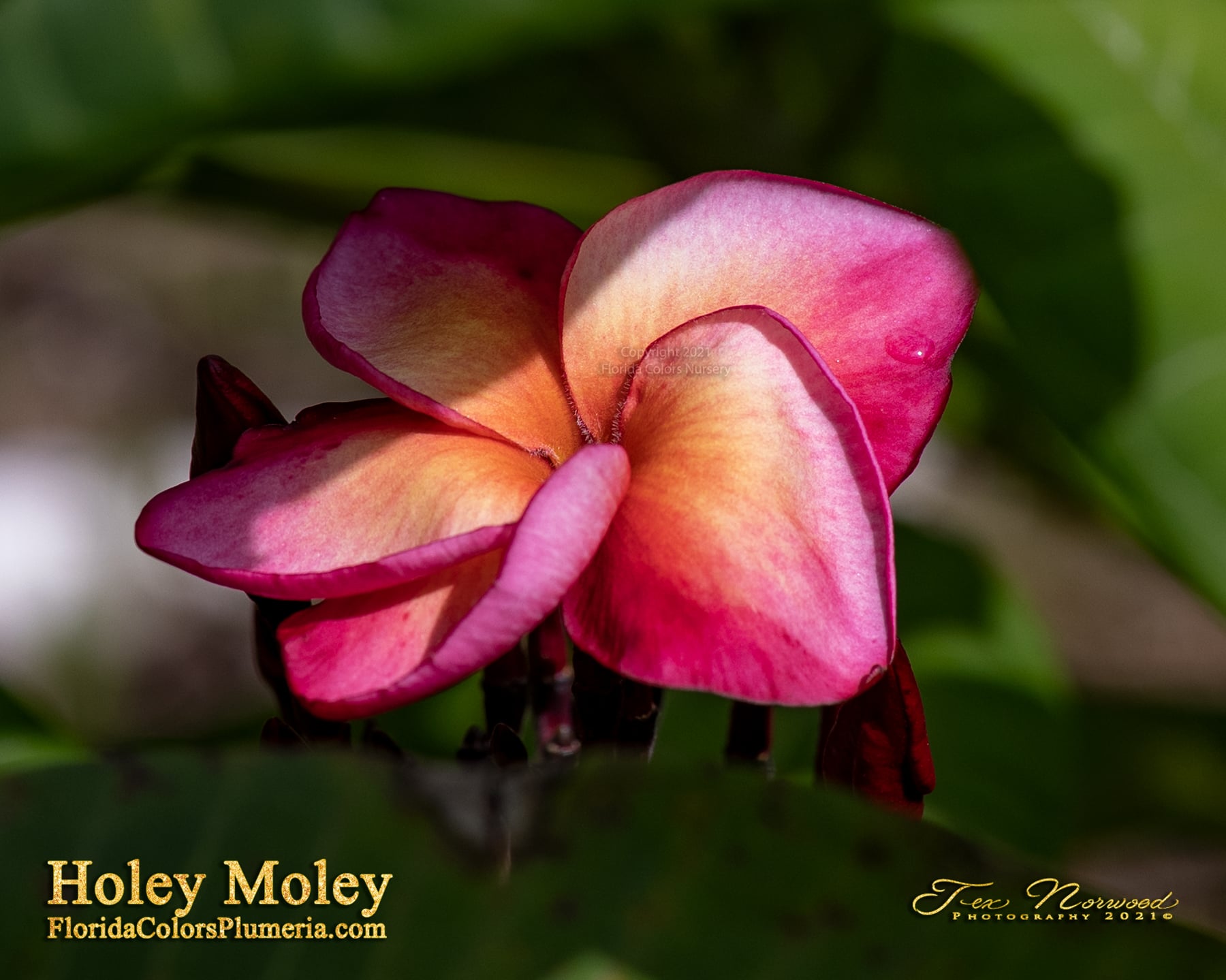 Holey Moley plumeria flower profile photographed by Tex Norwood