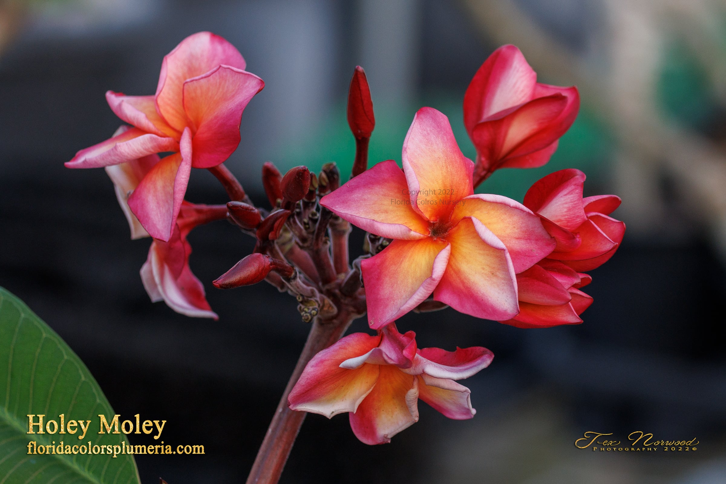 Holey Moley plumeria inflorescence photographed by Tex Norwood