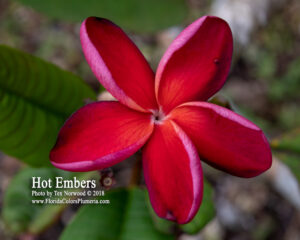 Hot Embers plumeria close flower photographed by Tex Norwood